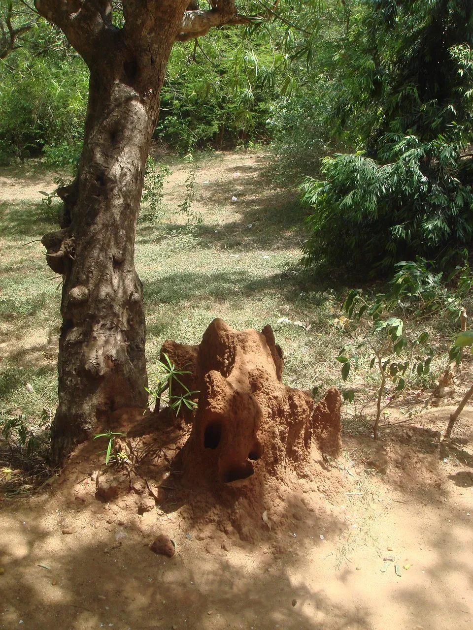 SriLanka-3223