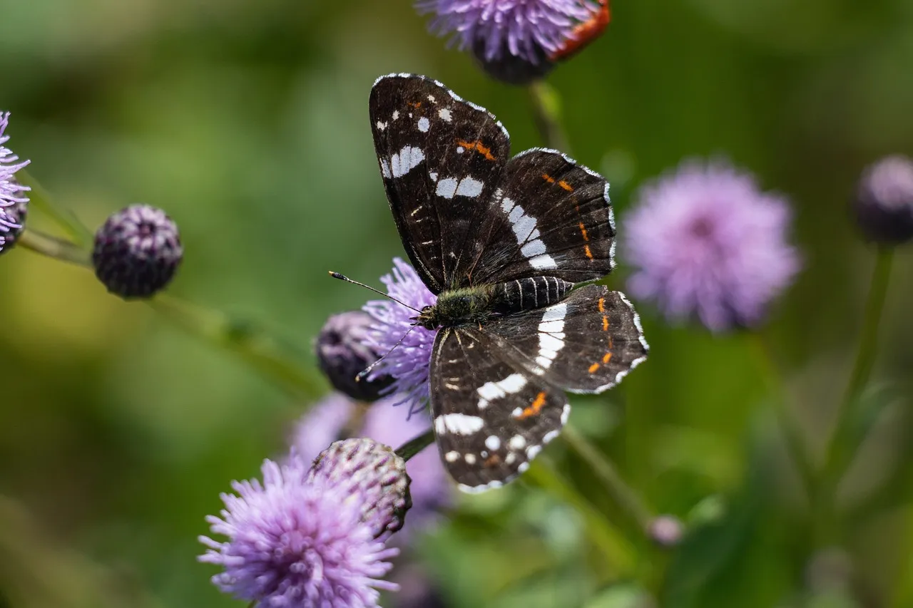 Mayflower Bocawina National Park